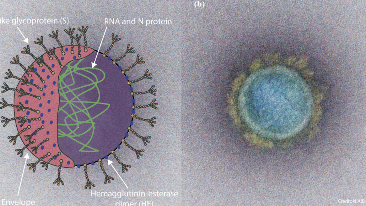 Artistic rendering of the structure and cross section of the SARS-CoV-2 virus and transmission electron micrograph of a SARS-CoV-2 virus particle.