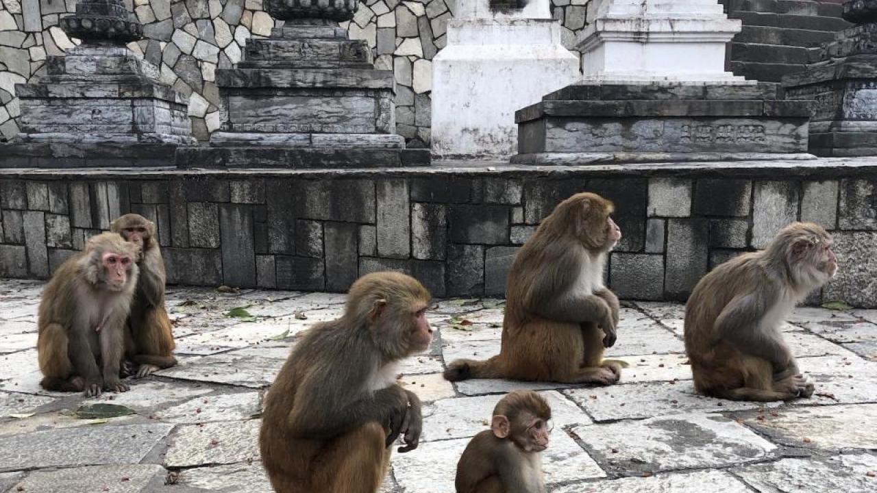 Rhesus macaques at Kathmandu, Nepal temple. (Christine Kreuder Johnson/UC Davis)