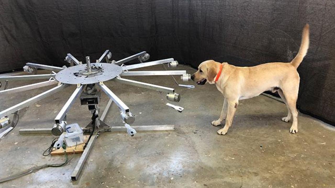 Can Dogs Detect COVID-19?