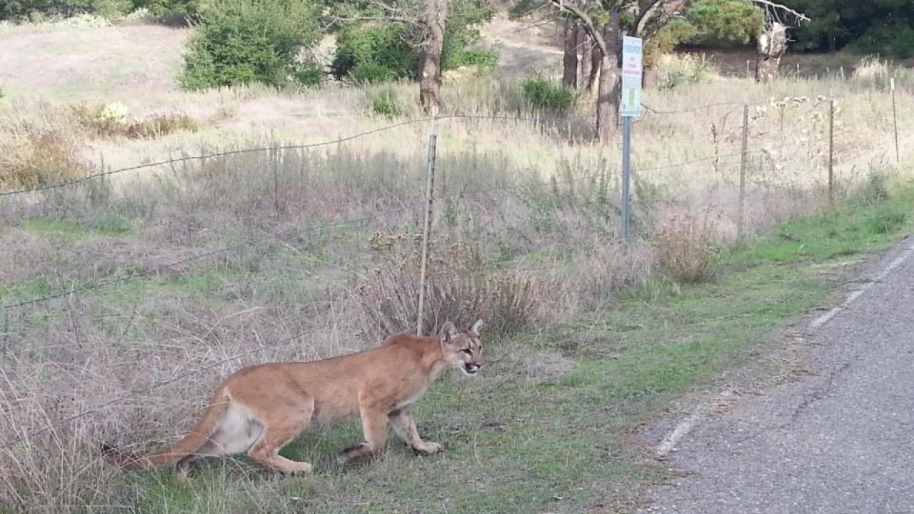 mountain lion approaches a road