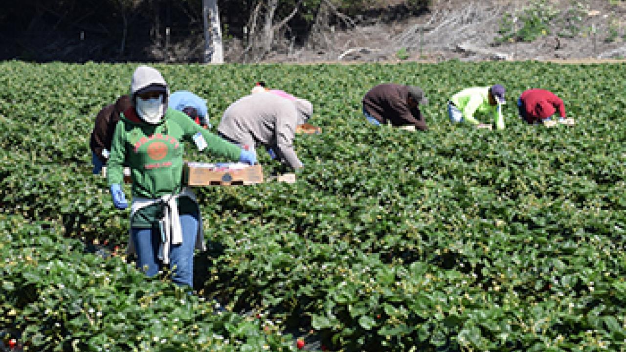 UC Davis to offer free COVID-19 testing for Central Valley farmworkers 