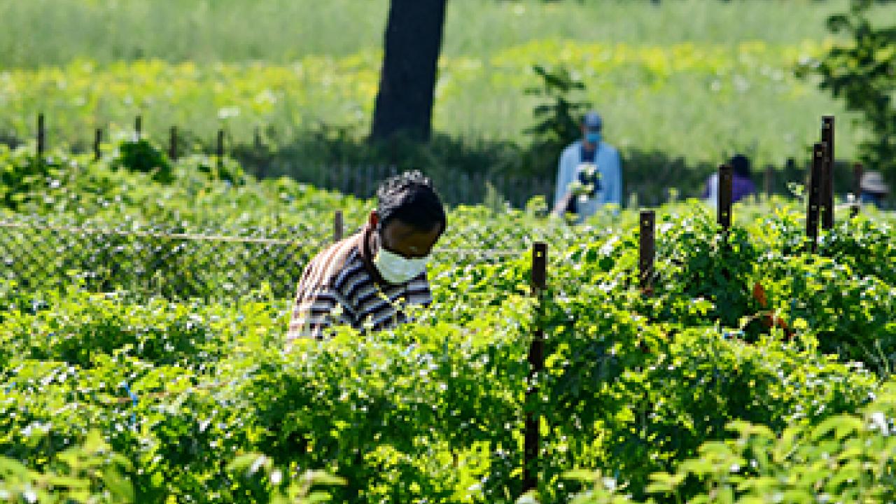 farmworker in a field