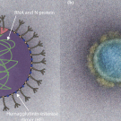 Artistic rendering of the structure and cross section of the SARS-CoV-2 virus and transmission electron micrograph of a SARS-CoV-2 virus particle.
