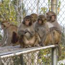 Rhesus macaques at the California National Primate Research Center at UC Davis. The rhesus macaque could be an invaluable model for studying COVID-19 disease, including the effects of age, as well as testing new vaccines and treatments.