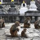 Rhesus macaques at Kathmandu, Nepal temple. (Christine Kreuder Johnson/UC Davis)