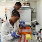 USAID PREDICT interns conduct lab work at Sokoine University of Agriculture in Tanzania. 