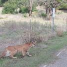 mountain lion approaches a road